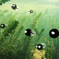 LA BALEINE ET L'ESCARGOTE Image 10