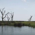 BIRDS OF AMERICA Image 3