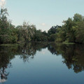 BIRDS OF AMERICA Image 6