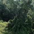 BIRDS OF AMERICA Image 7