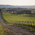 VIGNERONNES Image 5